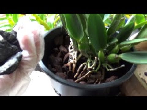 Видео: ПЕРЕСАДКА КАТТЛЕИ.МИКОРИЗА. ГРИБЫ И ОРХИДЕИ..СОСНОВАЯ КОРА ДЛЯ ОРХИДЕЙ. ПАССИФЛОРА.