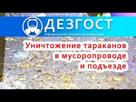 Видео: Уничтожение тараканов в мусоропроводе и подъезде