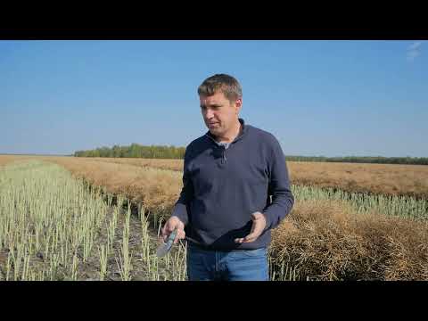 Видео: Сидеральный пар. Насколько он эффективен?