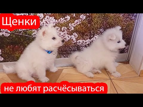 Видео: VLOG Немного покупок. Полезных и для души