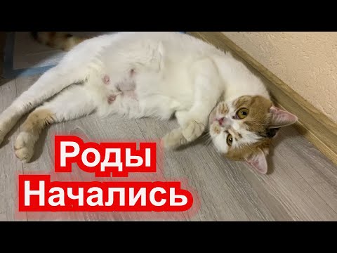 Видео: У беременной Кошки начались Роды. Нервничает и кусает