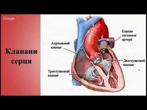 Видео: Будова серця2