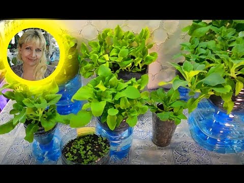 Видео: 🍅🍅🍅РАССАДА РАСТЕТ КАК БЕШЕННАЯ ! КАК БЫСТРО ВЫРАСТИТЬ ПЕТУНИЮ !