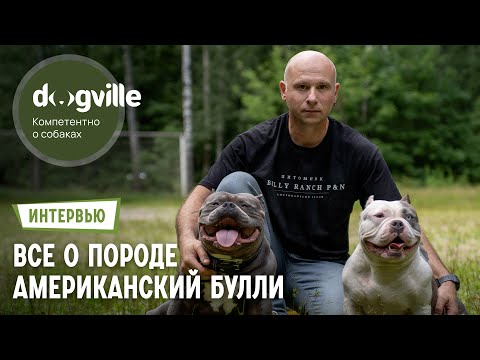 Видео: Американский булли – О породе с руководителем питомника