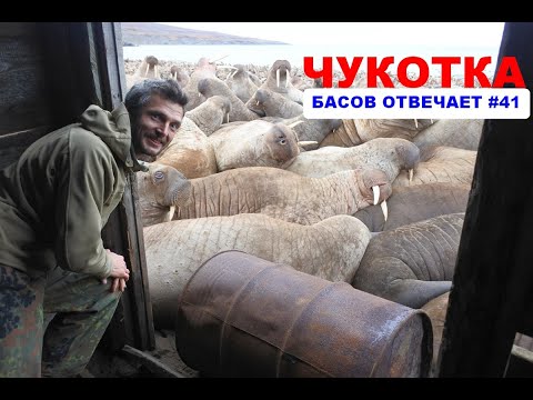 Видео: Чукотка. Басов отвечает #41