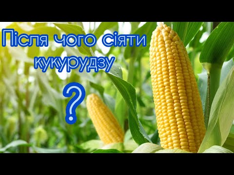 Видео: Попередники для кукурудзи