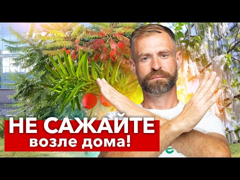 Видео: КАКИЕ ДЕРЕВЬЯ НЕЛЬЗЯ САЖАТЬ РЯДОМ С ДОМОМ? 7 деревьев, от которых лучше избавиться и не высаживать