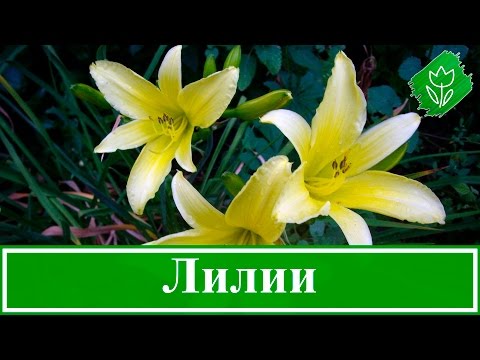 Видео: Выращивание лилий – посадка и уход в саду