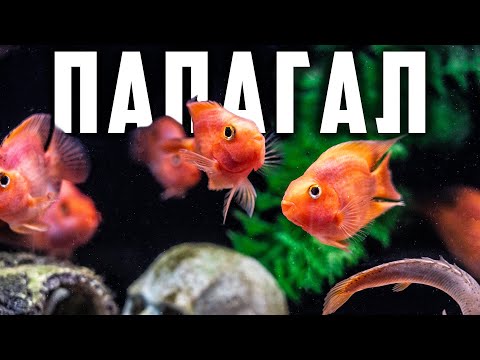 Видео: ВСИЧКО ЗА РИБА ПАПАГАЛ
