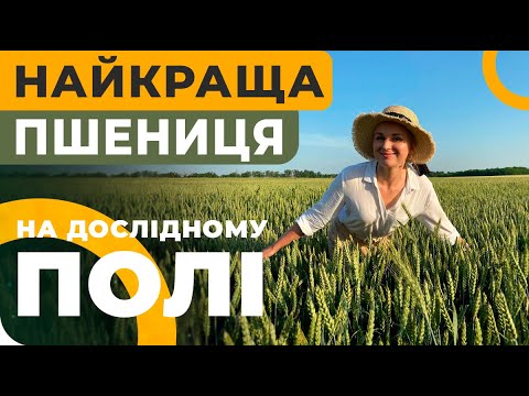 Видео: ЗЕРНОВЫЕ НА ОПЫТНОМ ПОЛЕ-2021. ЛУЧШИЕ СОРТА