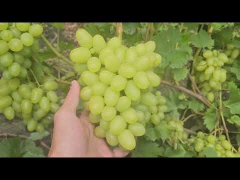 Видео: Виноград Сибири — краткий обзор моего участка.