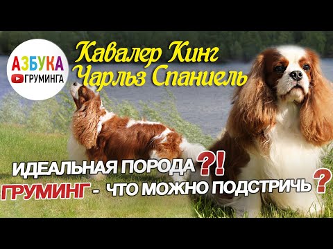 Видео: Кавалер кинг Чарльз спаниель - груминг, содержание, что можно подстричь