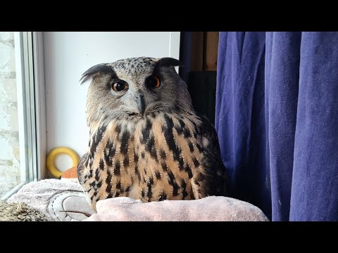 Видео: Как зовут сову? Почему кота зовут Мурлок? Как назвать питомца? Как появились имена моих животных