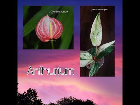 Видео: АНТУРИУМ. Коллекция редких антуриумов #6. Антуриум Livium и вариегатный тайский антуриум