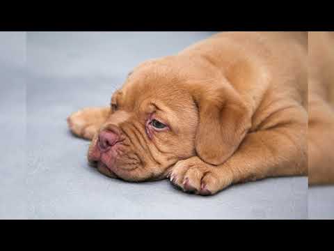 Видео: Бордоский дог. Плюсы и минусы, Цена, Как выбрать, Факты, Уход, История