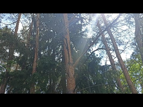 Видео: Беларусь | Дорога в лагерь Горизонт | Сытный завтрак | Моя любимая Шейла