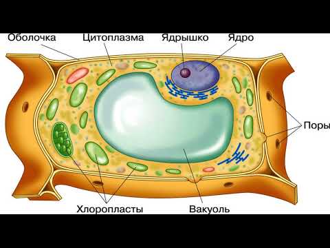 Видео: КЛЕТОЧНОЕ СТРОЕНИЕ ЖИВЫХ ОРГАНИЗМОВ. СТРОЕНИЕ РАСТИТЕЛЬНОЙ КЛЕТКИ