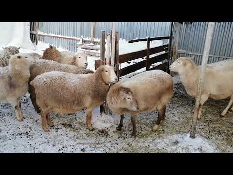 Видео: -30 мороза катумские под навесов, оборудование для купирования хвостов.