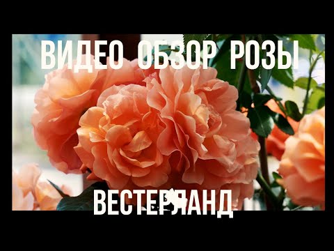 Видео: Видео обзор розы Вестерланд (Шраб) - Westerland (Kordes, 1969)