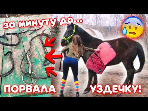 Видео: Лошадь ПОРВАЛА уздечку / Буду ли заниматься с Мартини дальше?