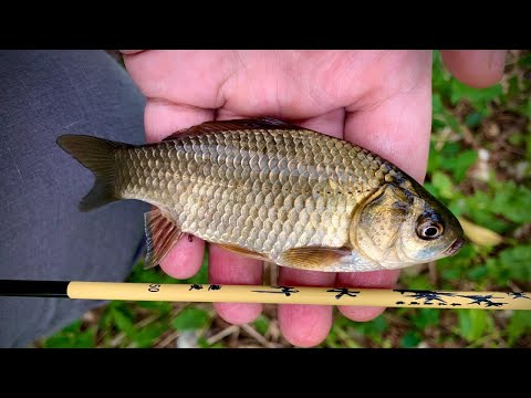 Видео: Микрофишинг в Центре Москвы на Японскую Оснастку.