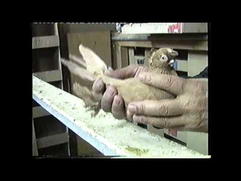 Видео: УЗБЕКСКИЕ   ГОЛУБИ