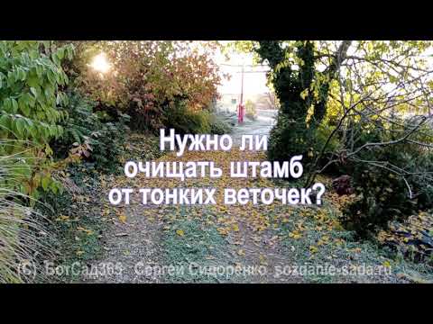 Видео: Нужно ли очищать штамб от тонких веточек?
