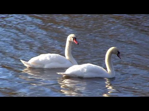 Видео: Зимова відеозамальовка. Миропіль, р.Случ. 19.01.2025