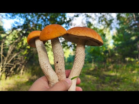 Видео: В ЭТО ТРУДНО ПОВЕРИТЬ!!!! Грибы ПОШЛИ. Семейный сбор грибов