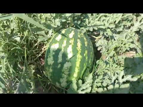 Видео: ДЕХКОНИ ДАР НОХИЯИ ФАРХОР. 6 июля 2024 г.