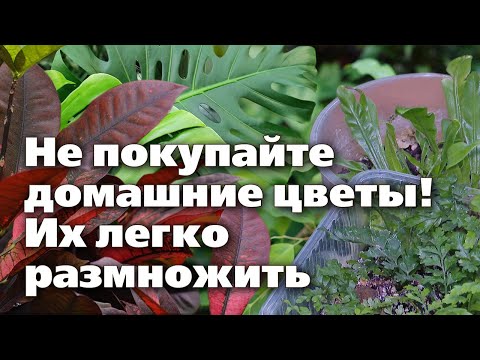 Видео: Несколько способов размножения комнатных растений. Опыт специалиста