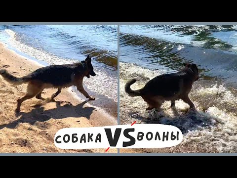 Видео: СОБАКА НА РЕЧКЕ [влог / часть 1] - овчарка VS волны, 3-х часовая прогулка