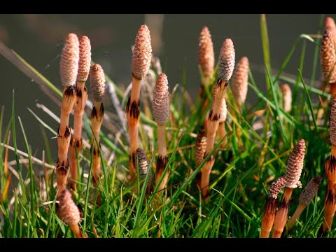 Видео: Хвощи