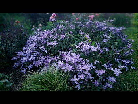 Видео: Клематисы и розы! Сад во всей красе...