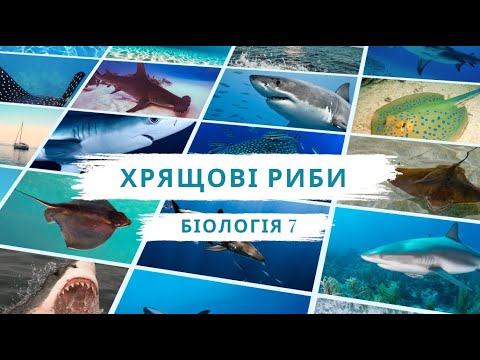 Видео: Хрящові риби