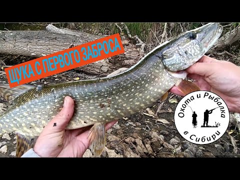 Видео: щука с первого заброса! сглазил?