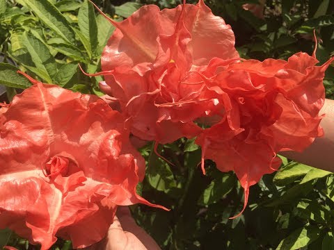 Видео: КАК ВЫРАСТИТЬ БРУГМАНСИЮ В ГОРШКЕ