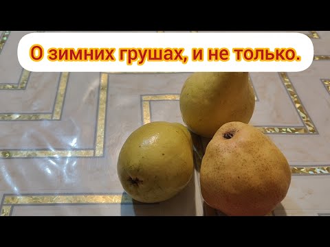 Видео: О зимних сортах груши, и не только .
