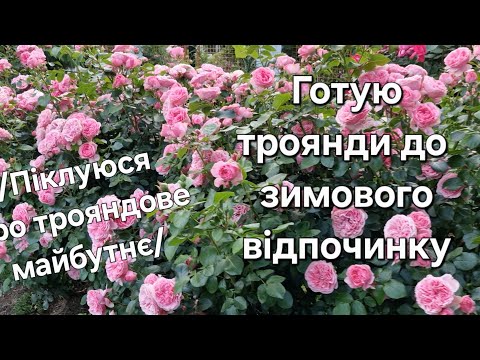 Видео: /Готую троянди до зимового відпочинку/
