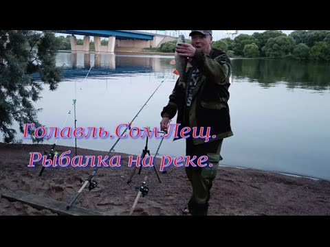 Видео: Голавль .  Сом  . Лещ . Рыбалка на реке . #рыбалка #ловлялеща #сом