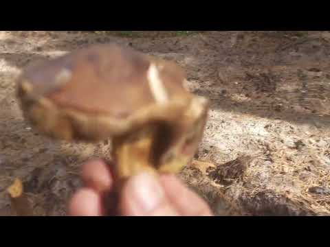 Видео: Приємні знахідки🍄😋вересень#