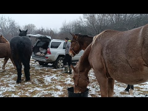 Видео: Великий табун молодих кобил🔥🐎Моцезна Бельгійка в пару до ФРЕДЕРІКА🐴