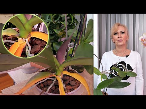 Видео: ЖЁЛТЫЕ листья на орхидеях ОПАСНОСТЬ или... Ищем ПРИЧИНОСЛЕДСТВЕННУЮ связь / УРОВНЕВОЕ питание.