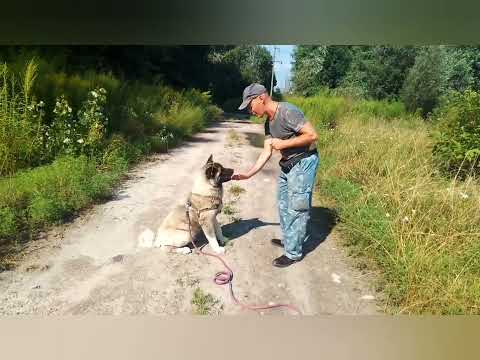Видео: Американская акита и немецкая овчарка. Пищевая и игровая мотивации.