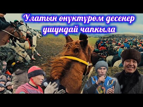 Видео: Азиянын башын бириктирген улак💥 Дүйшөбек мырзанын бата улагы👆