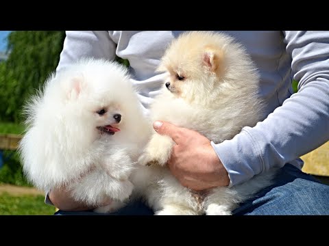 Видео: 🔴Как растут щенки Шпица / от рождения до года 👍 ПОМ Семья / POM Family