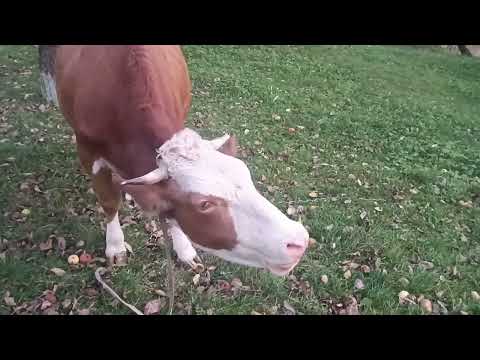 Видео: Повернення 