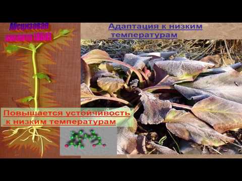 Видео: Гормональная система растений (Чуб В. В.)  часть 2