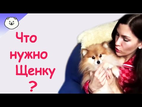 Видео: ЧтО НуЖнО ДлЯ ПоЯвЛеНиЯ ЩеНкА  в ДоМе