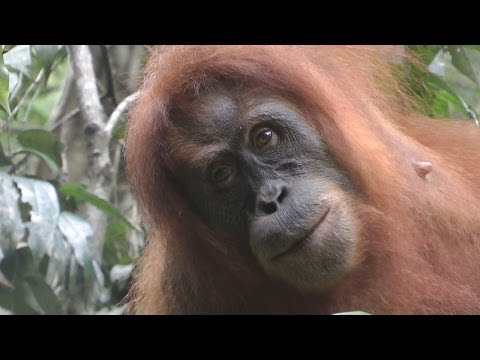 Видео: К орангутанам Борнео и Суматры (фильм).